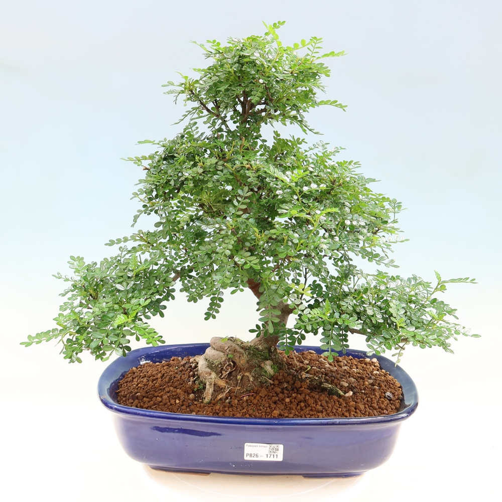 Room bonsai - Zantoxylum piperitum - pepper tree