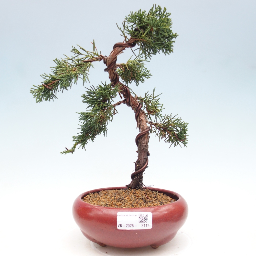 Outdoor bonsai - Juniperus chinensis Kishu - Chinese Juniper