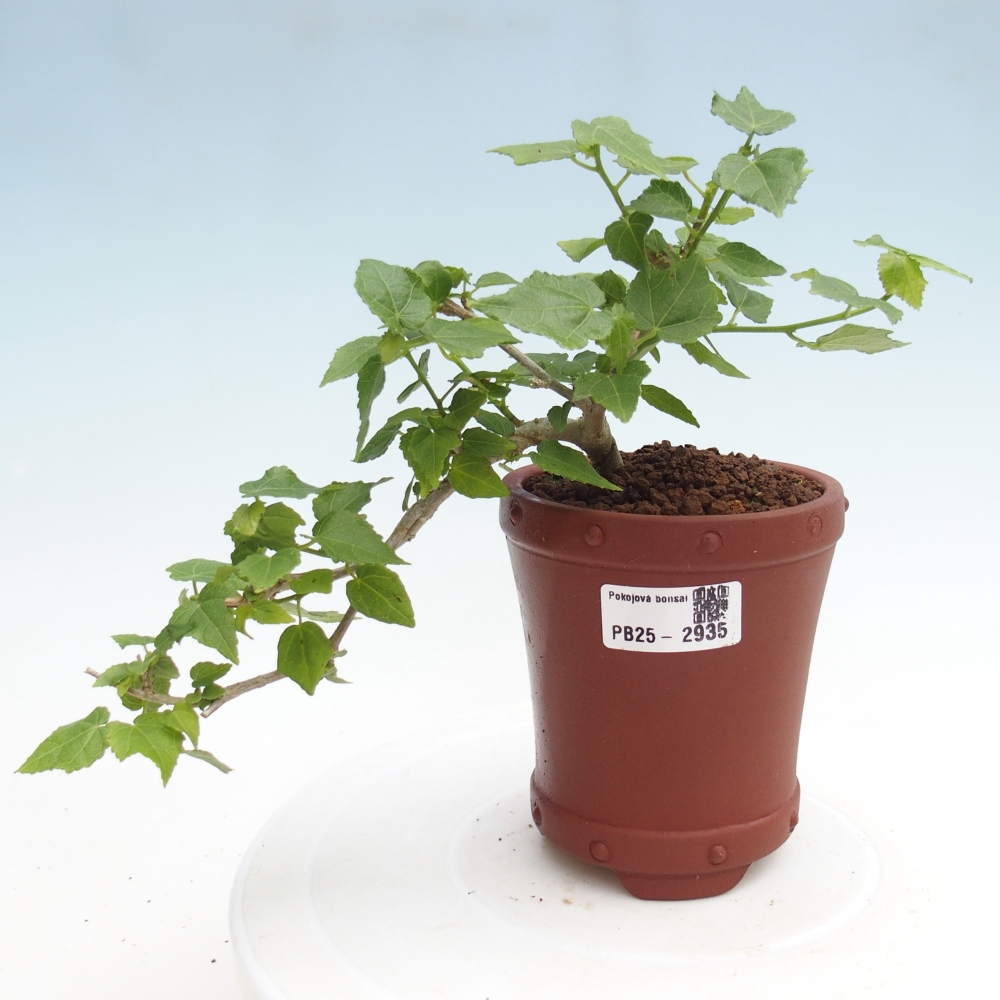 Indoor bonsai - Malvaviscus arboreus - woody hibiscus