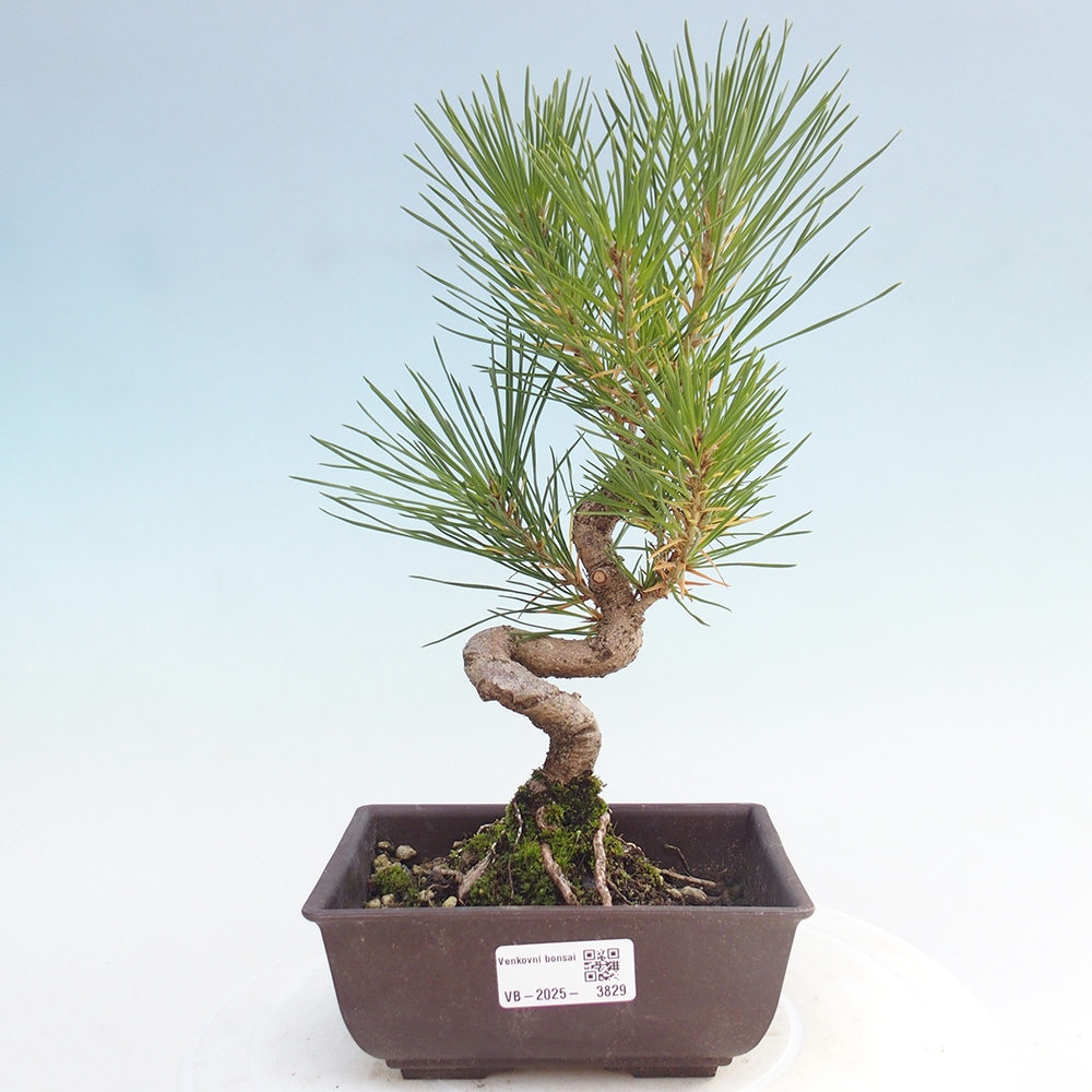 Outdoor bonsai - Pinus thunbergii - Thunberg pine