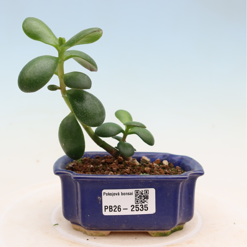 Room bonsai - Portulakaria Afra - Tlustice