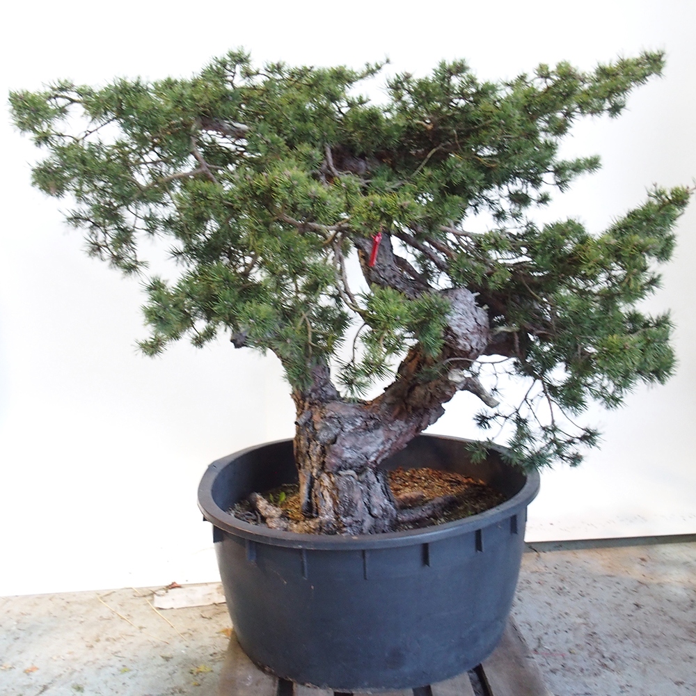 Yamadori - Pinus sylvestris Spain