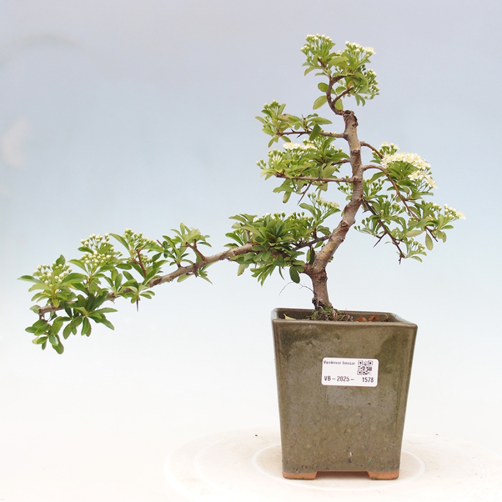 Outdoor Bonsai-Pyracanta Teton -Bakery