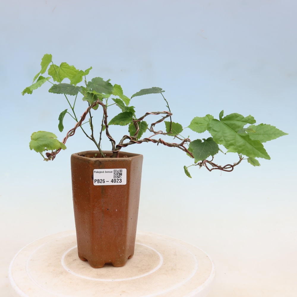 Indoor bonsai - Abutilon Big Bell - Cloudberry