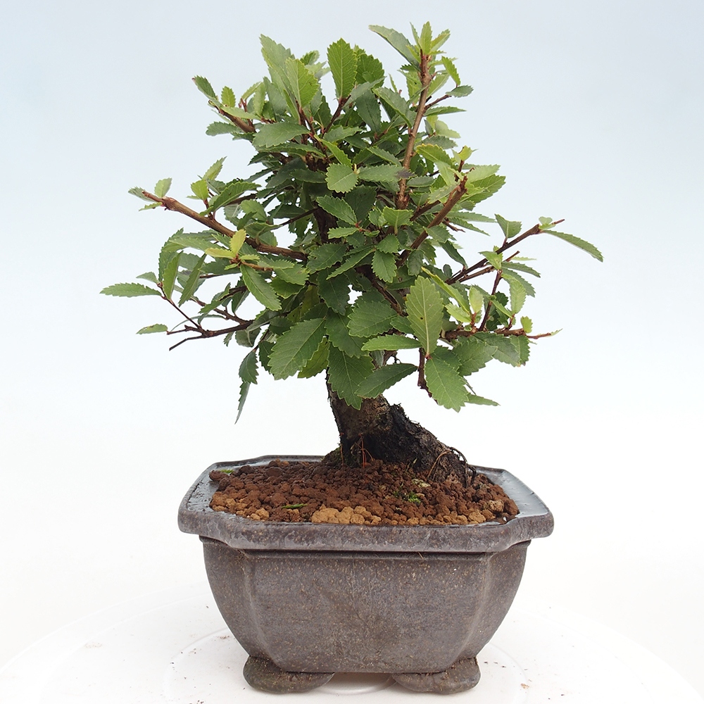 Outdoor bonsai - Zelkova - Zelkova NIRE