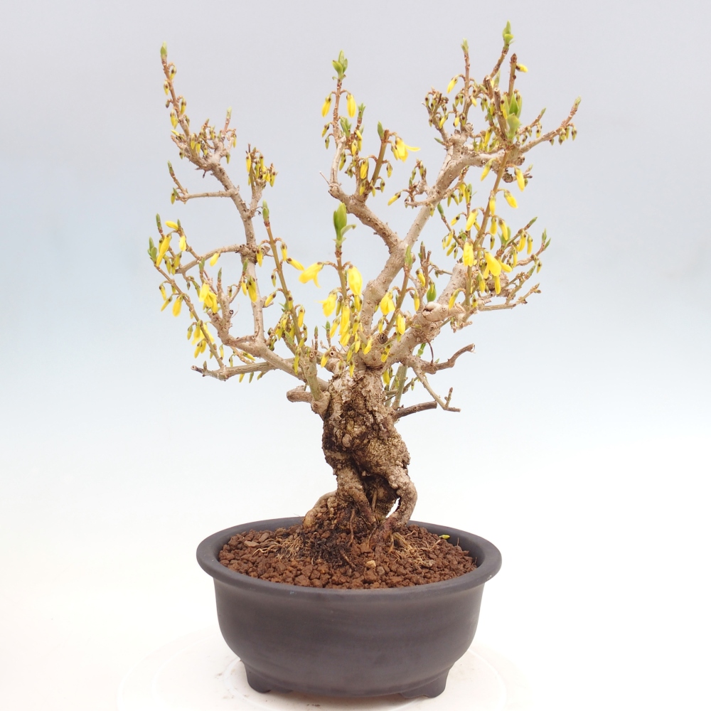 Outdoor bonsai - Zlatice - Forsythia koreana
