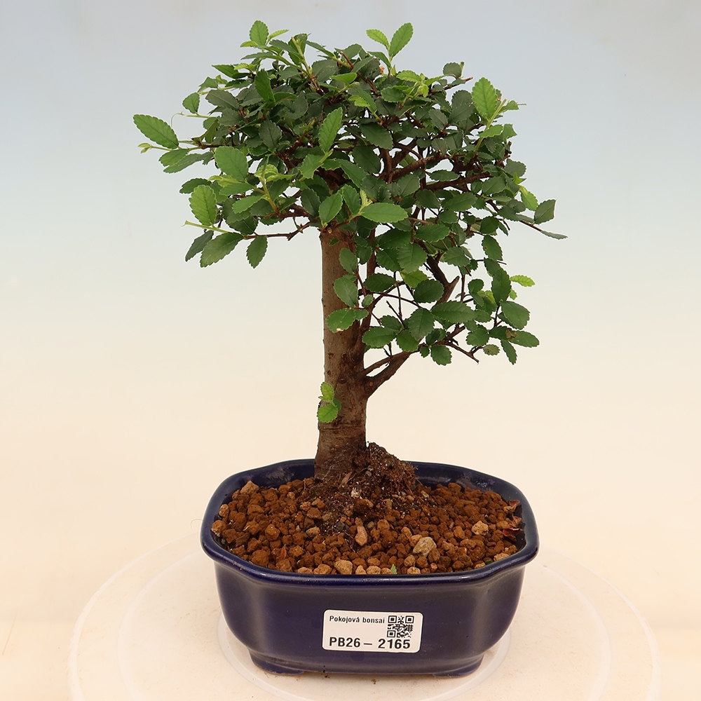 Room bonsai - Ulmus parvifolia - Small-leaved elm