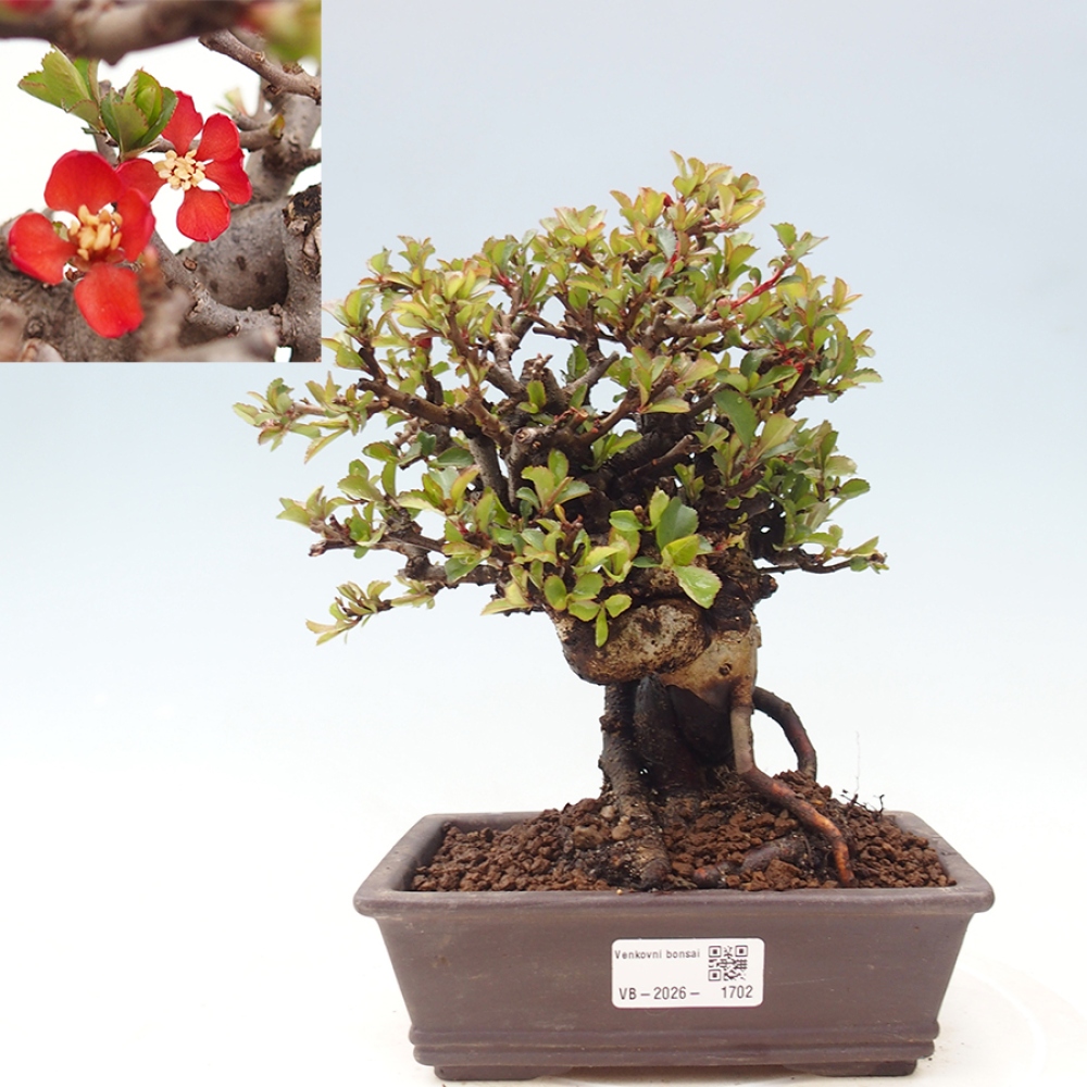 Outdoor bonsai - Chaneomeles speciosa - Quince