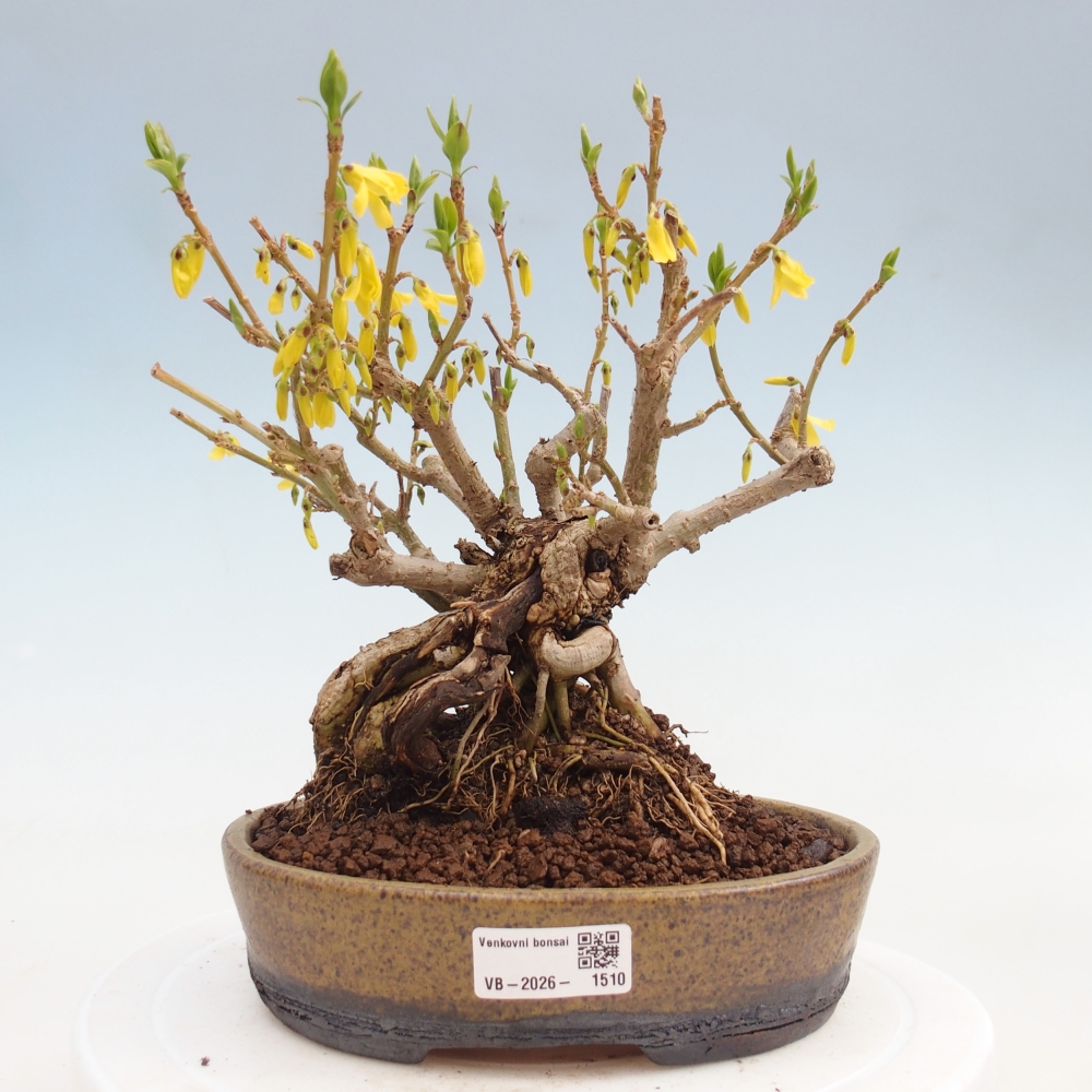 Outdoor bonsai - Zlatice - Forsythia koreana