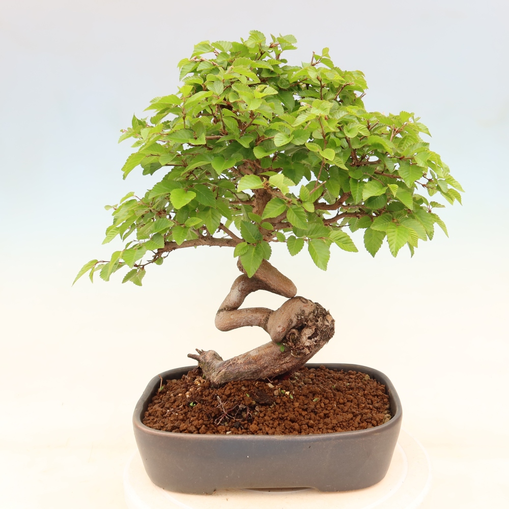 Outdoor bonsai -Carpinus coreana - Korean Hornbeam