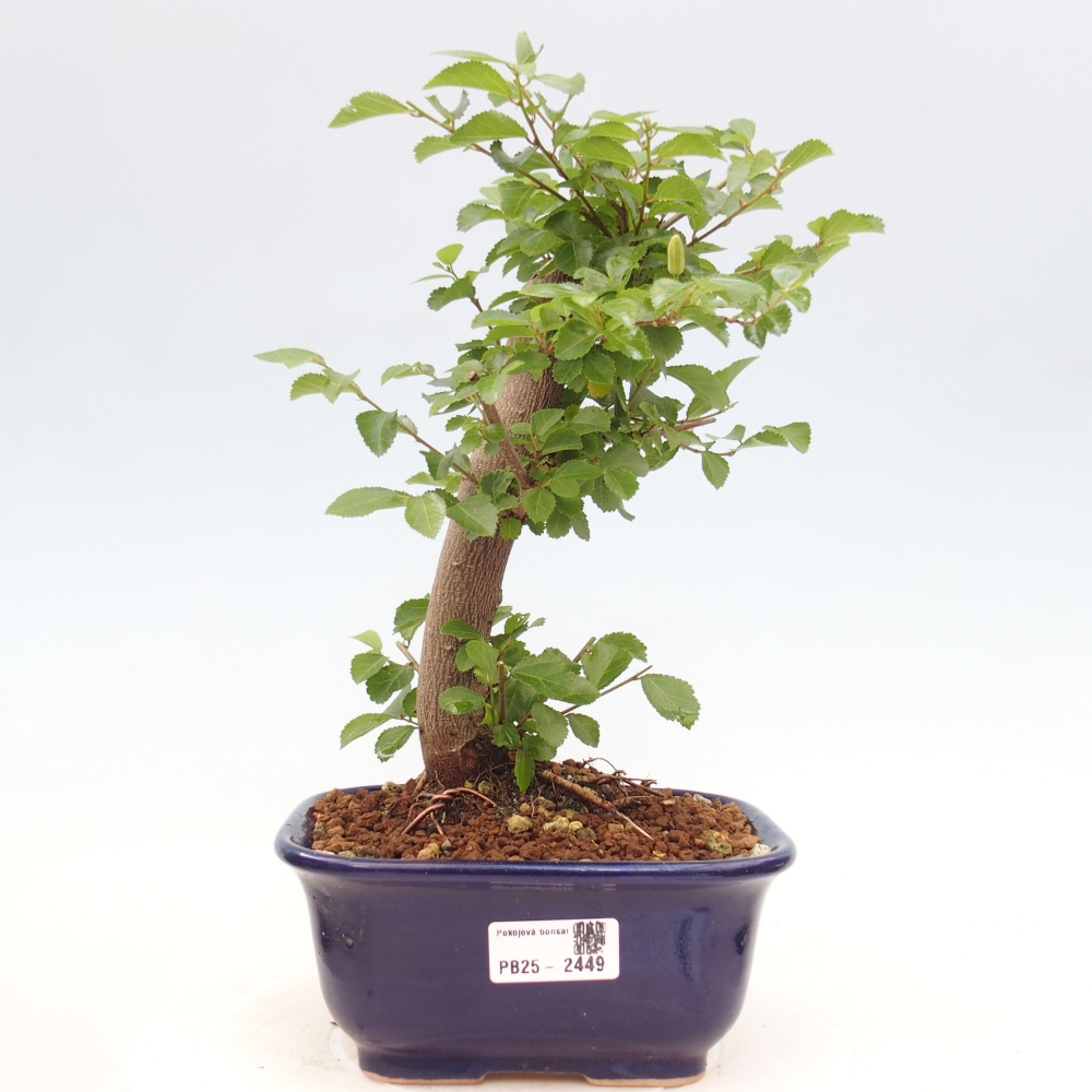 Indoor bonsai - Grewia occidentalis - Lavender star