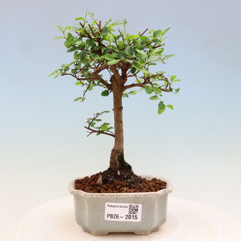 Room bonsai - Ulmus parvifolia - Small-leaved elm