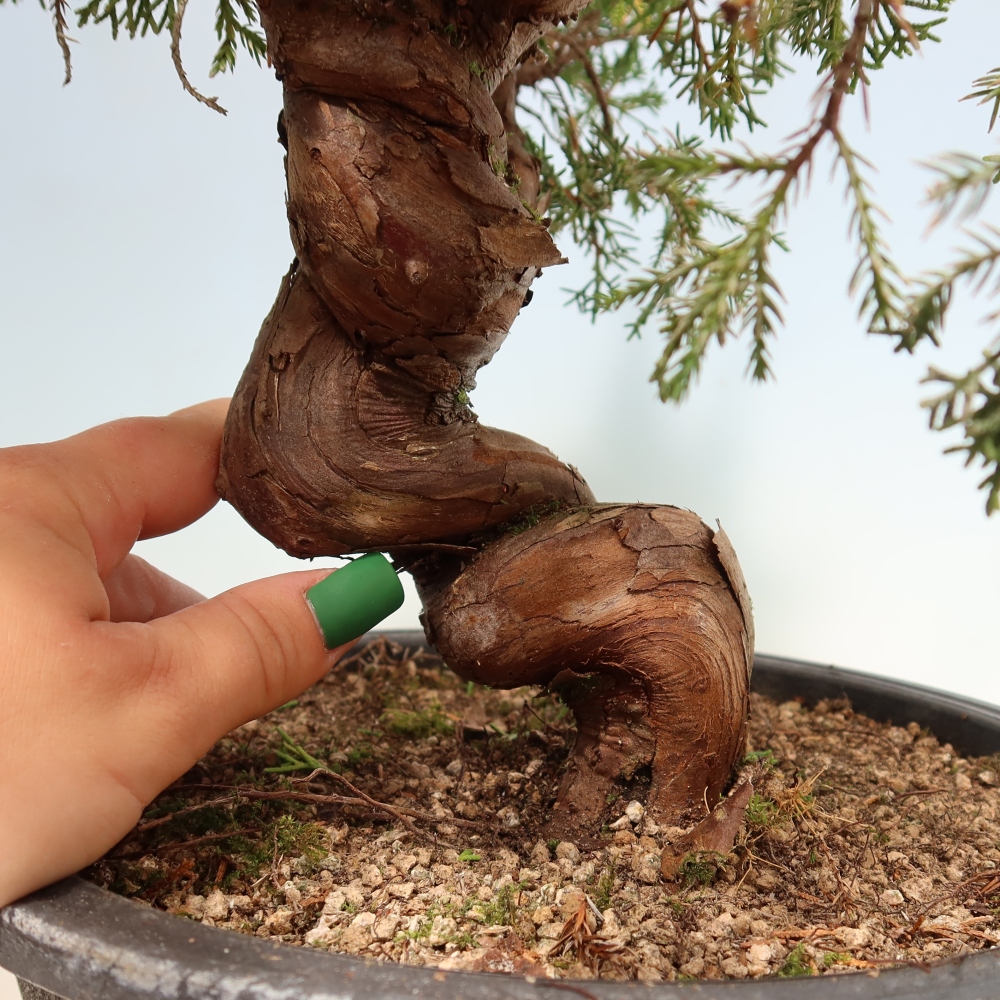 Outdoor Bonsai - Juniperus chinensis Itoigawa - Chinese Juniper