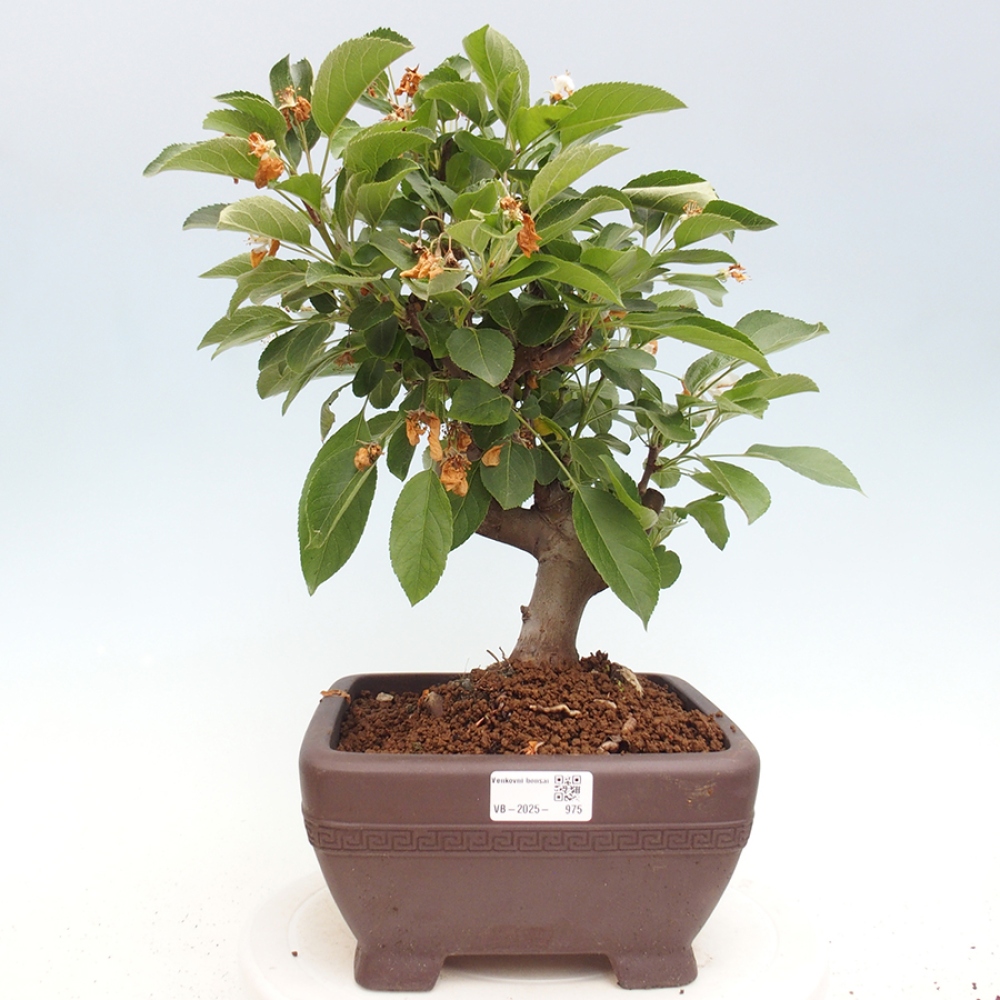 Outdoor bonsai - Malus halliana - Small-fruited apple tree