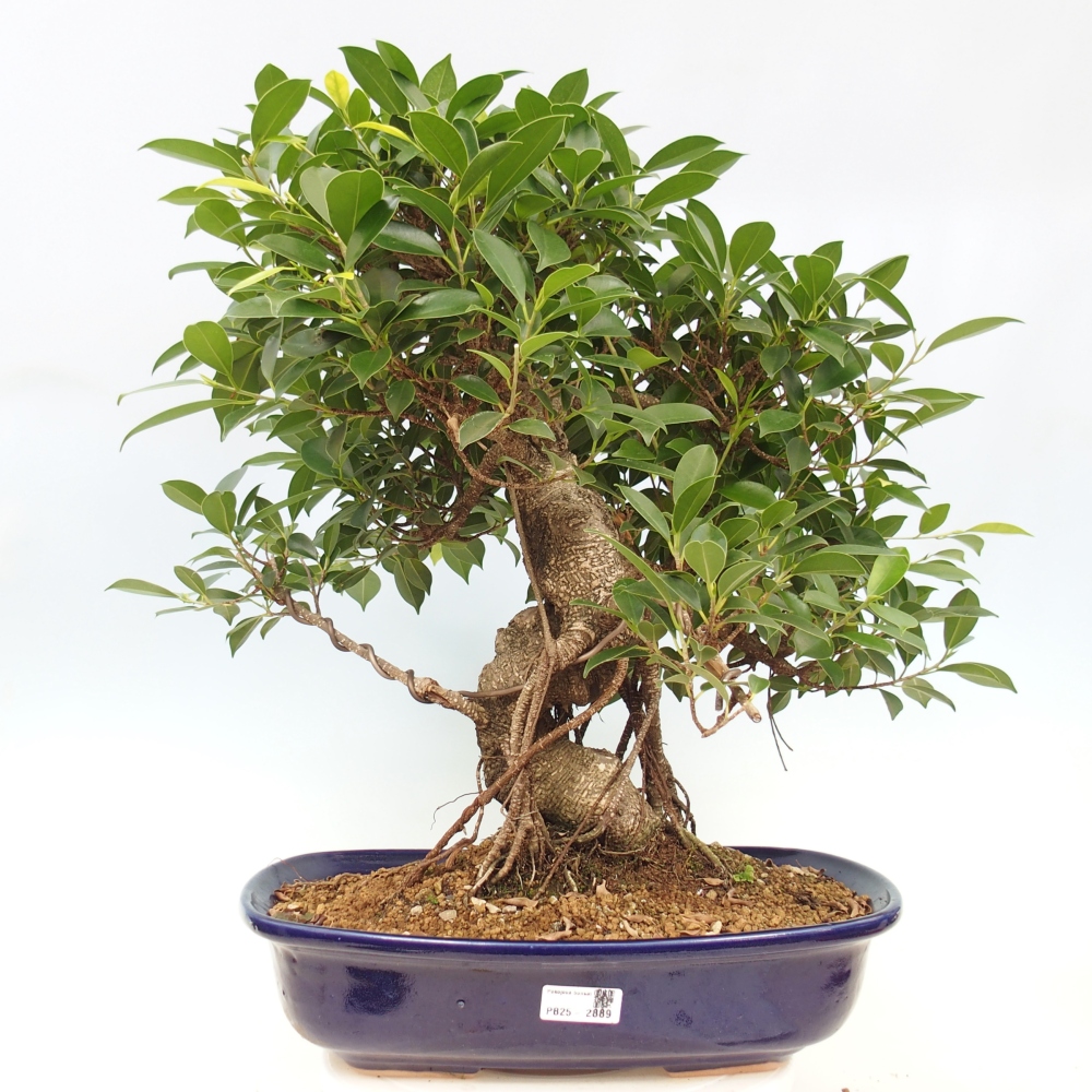 Room bonsai - Ficus kimmen - small-leaved ficus - PERSONAL COLLECTION ONLY or pallet transport