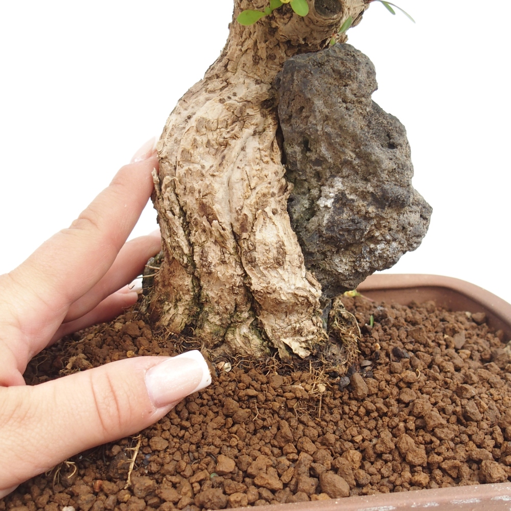 Outdoor bonsai - Berberis coreana