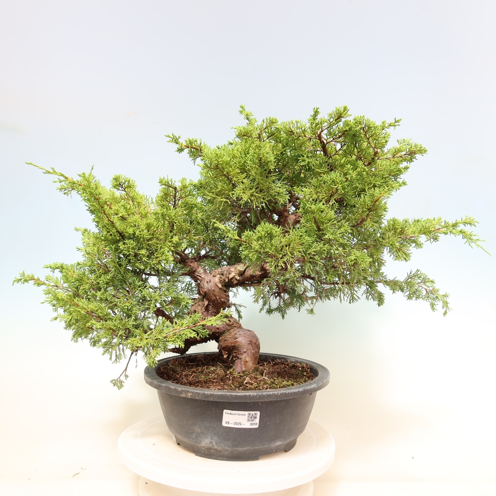 Outdoor Bonsai - Juniperus chinensis Itoigawa - Chinese Juniper