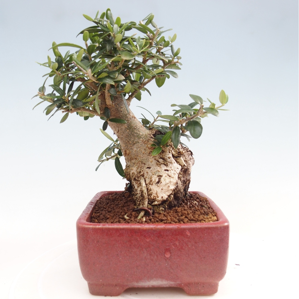 Indoor bonsai - Olea europaea sylvestris - European small-leaved olive oil
