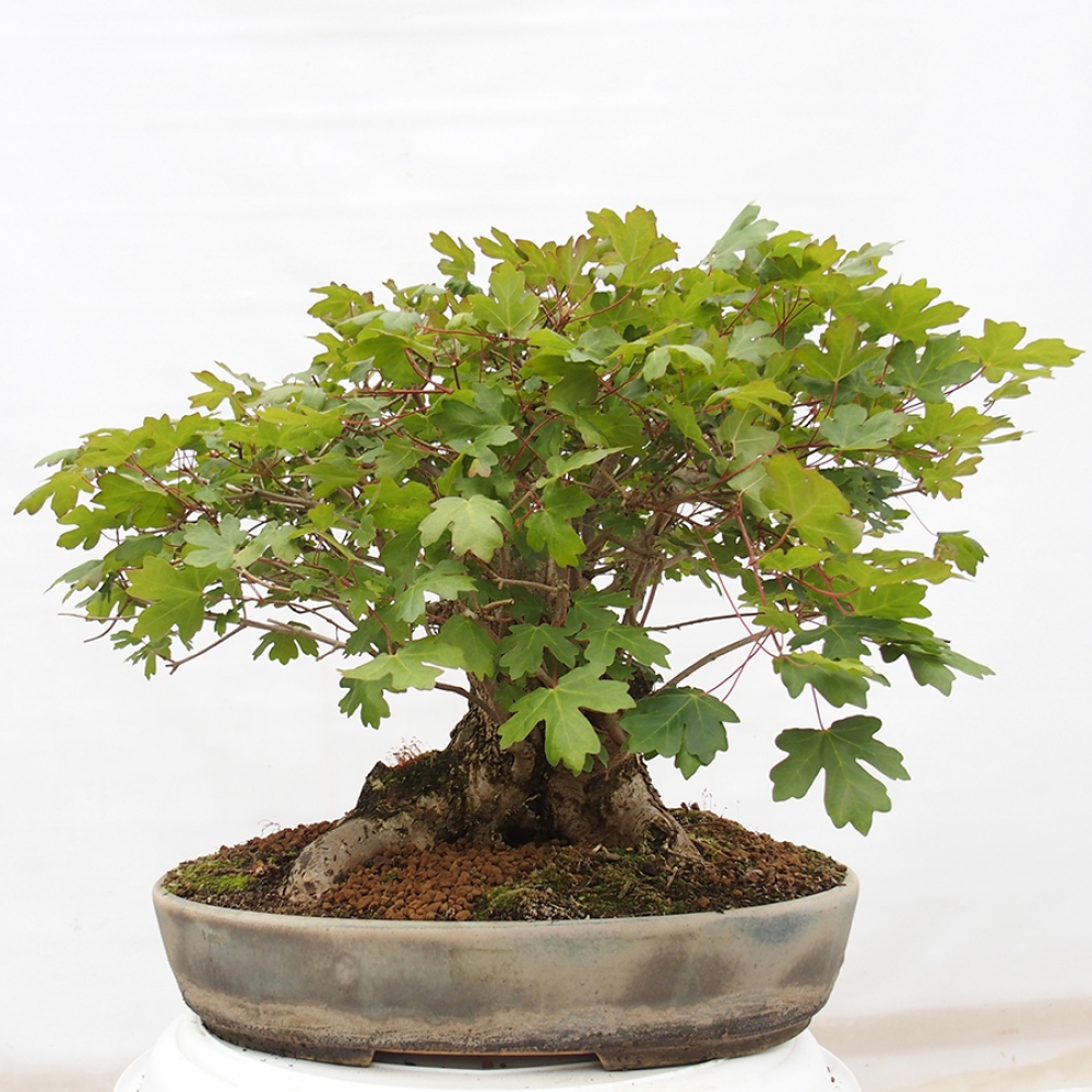 Outdoor bonsai - Baby maple - Acer campestre