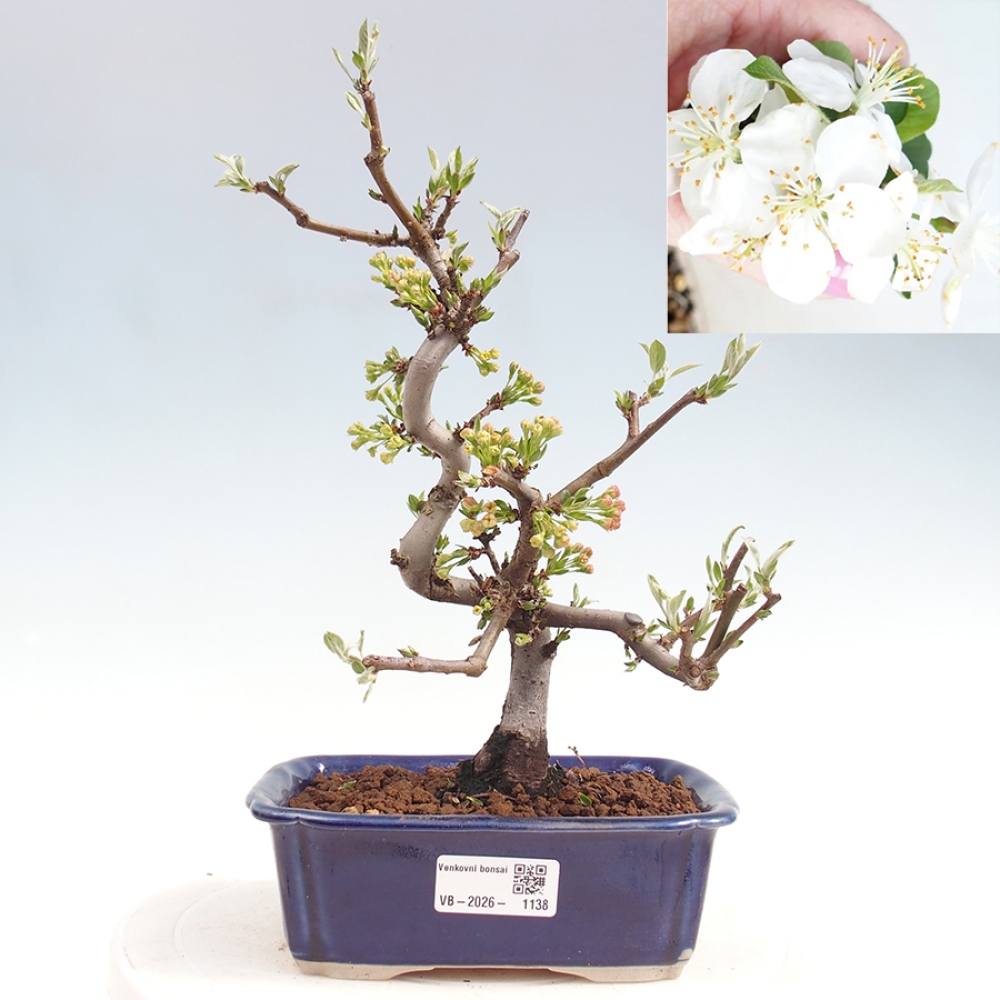Outdoor bonsai - Malus sargentii - Small-fruited apple tree