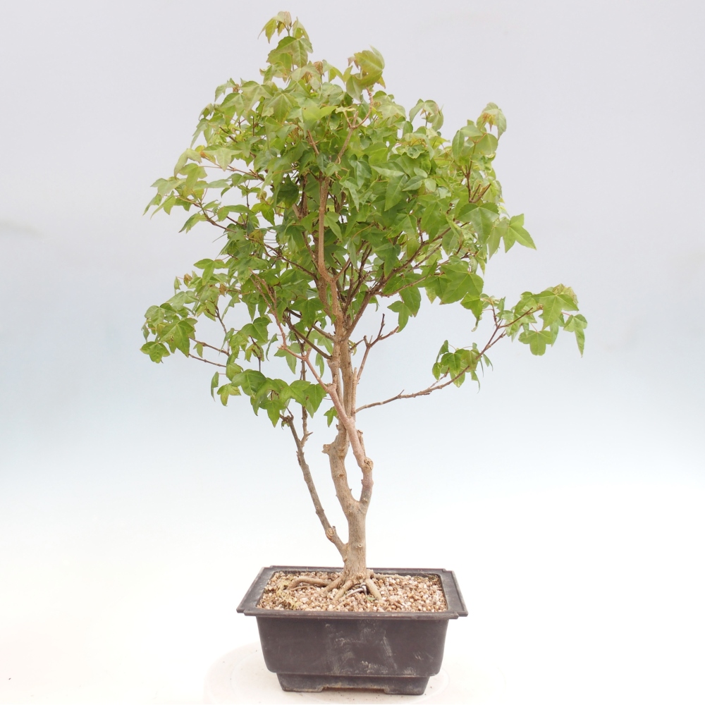 Outdoor bonsai - Acer Buergerianum - Burger Maple