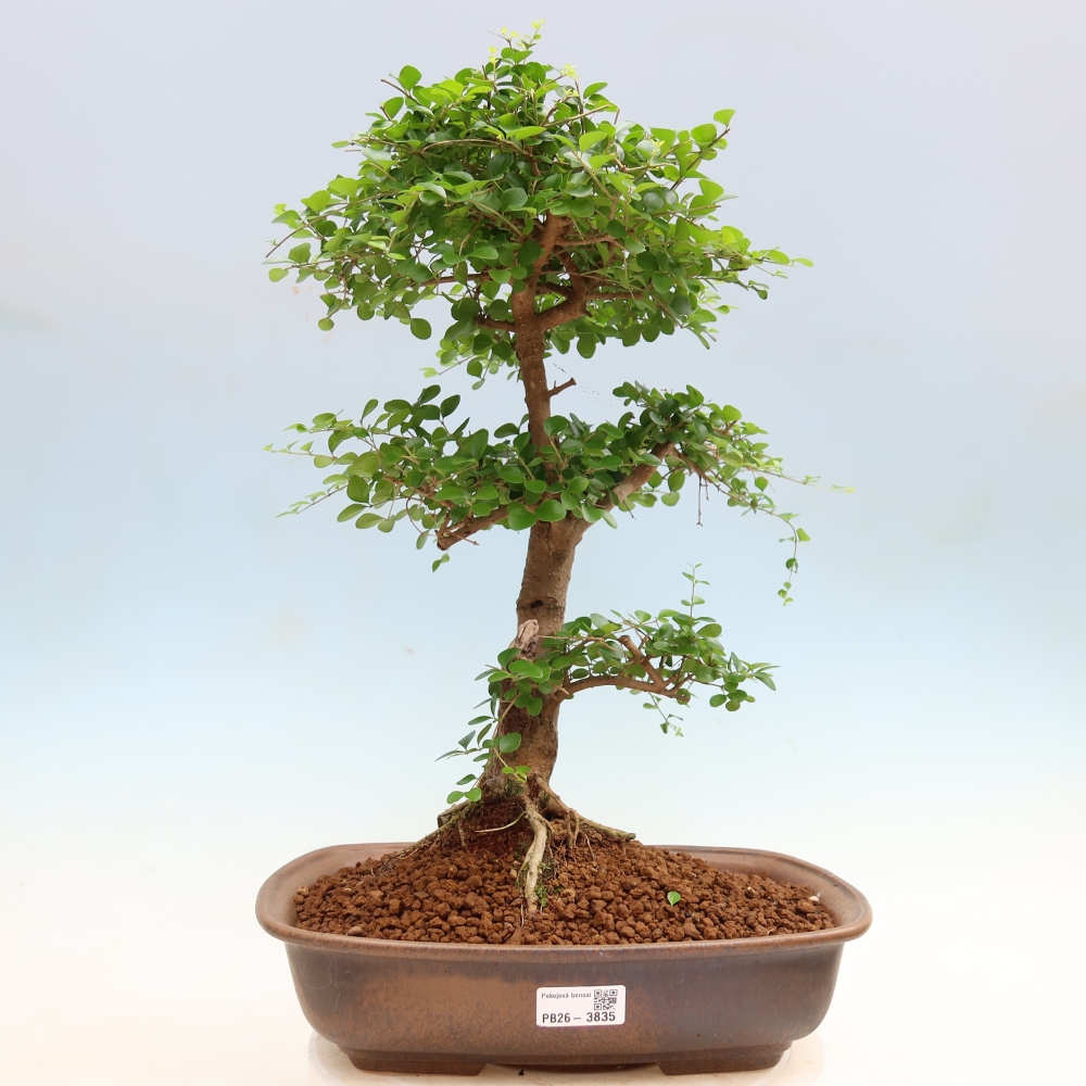 Room bonsai -Ligustrum retusa - small-leaved bird's beak