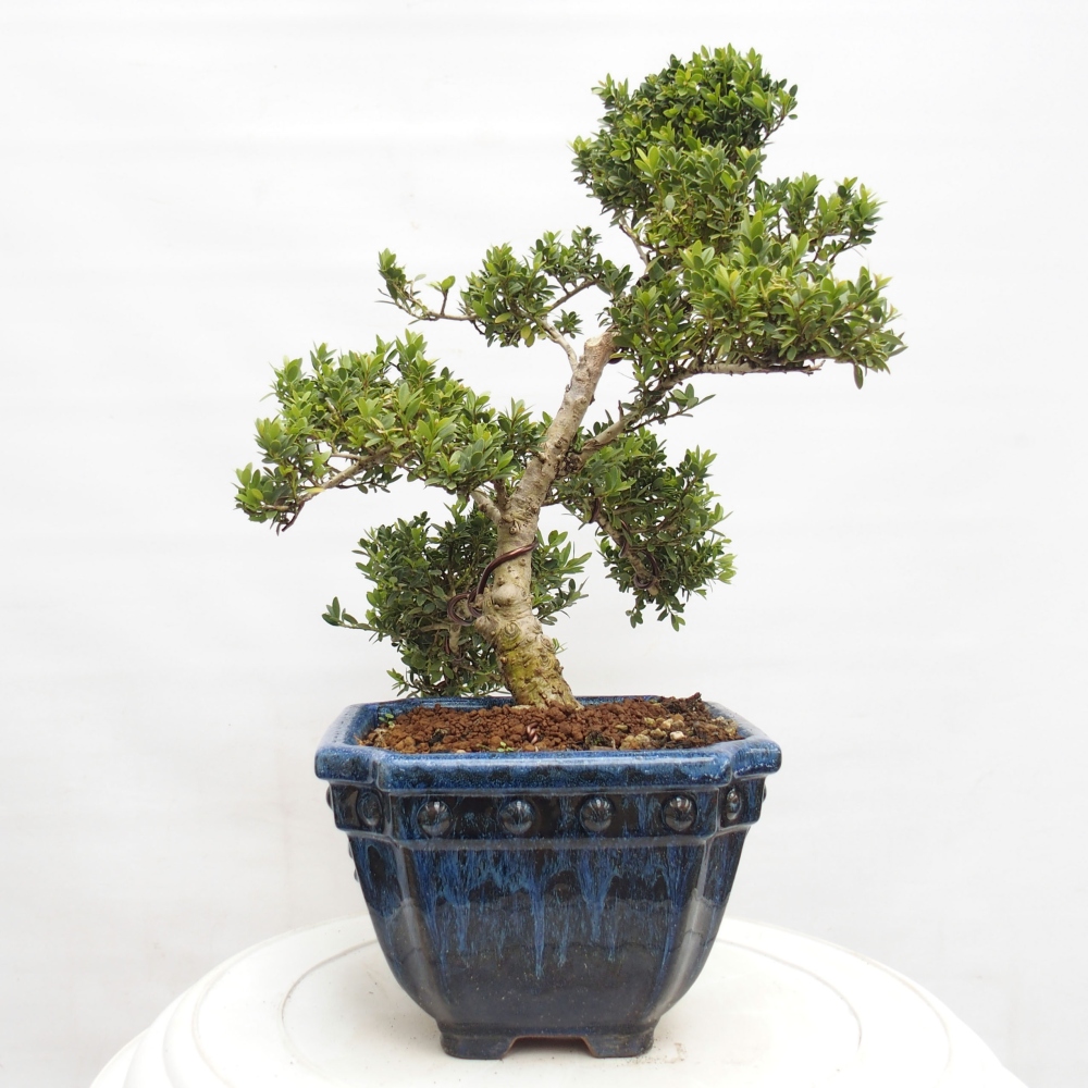 Indoor bonsai - Ilex crenata - Holly