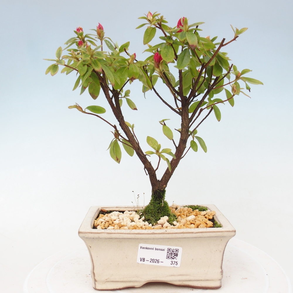 Outdoor bonsai - Japanese azalea - Azalea sp.