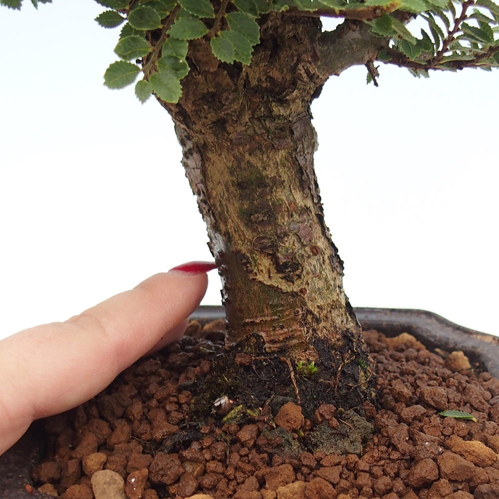 Outdoor bonsai - Ulmus parvifolia Hokkaido - Chinese elm