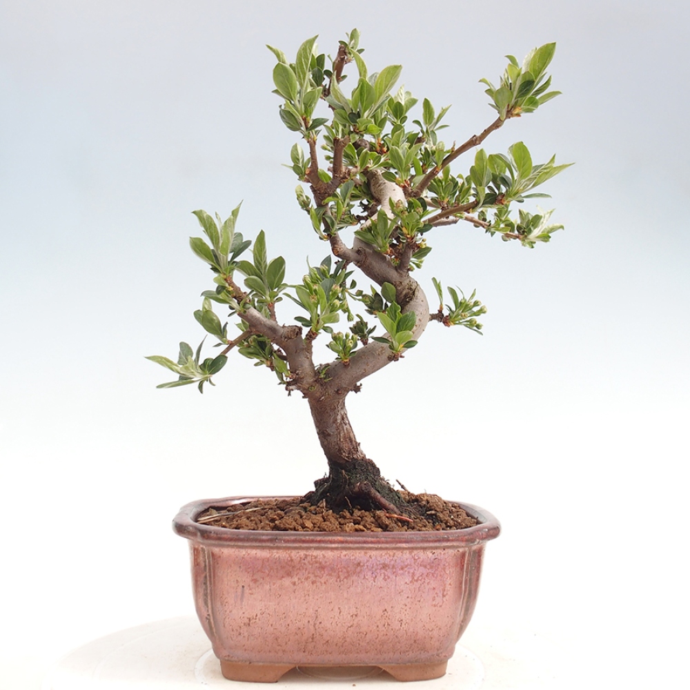 Outdoor bonsai - Malus sargentii - Small-fruited apple tree