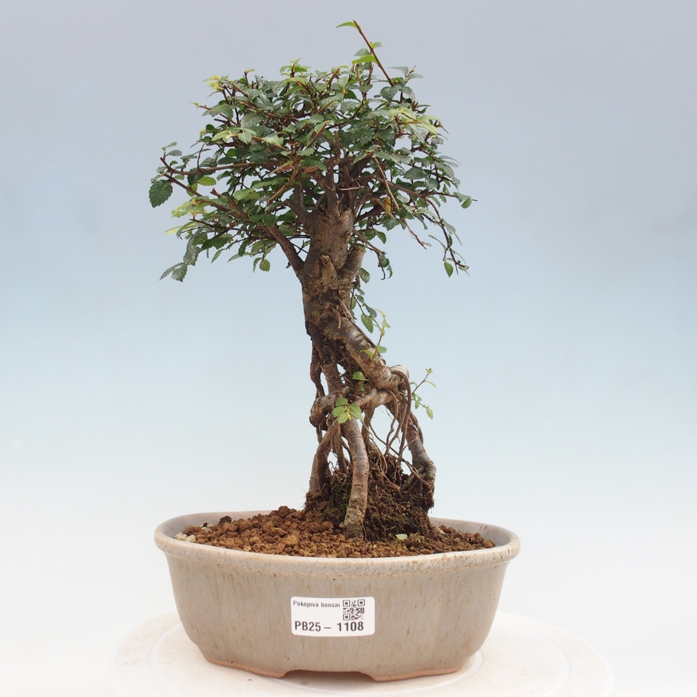 Indoor bonsai - Ulmus parvifolia - Small-leaved elm