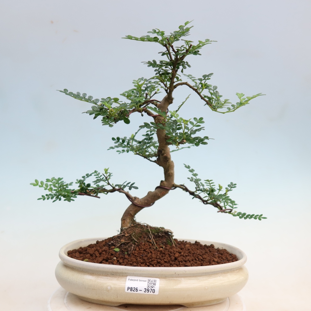 Room bonsai - Zantoxylum piperitum - pepper tree