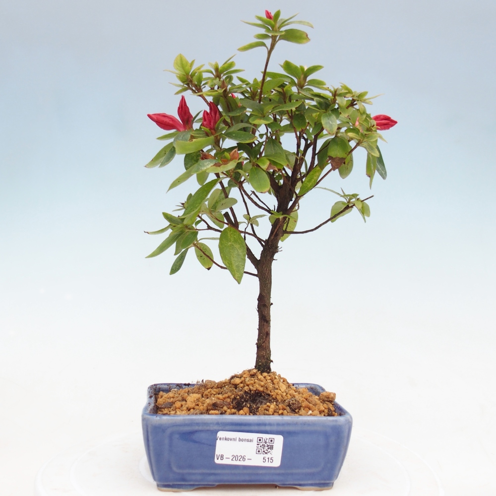 Outdoor bonsai - Japanese azalea - Azalea sp.