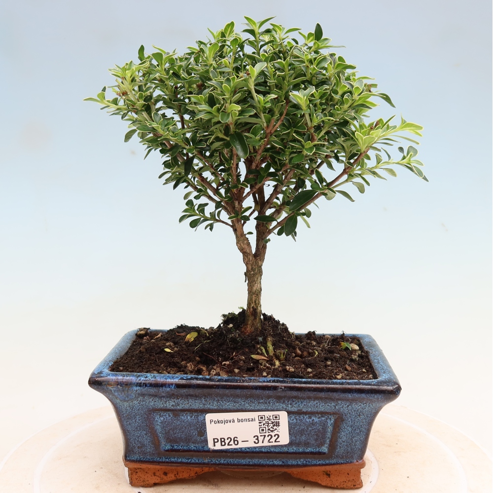Indoor Bonsai - Serissa foetida Variegata - Tree of a Thousand Stars