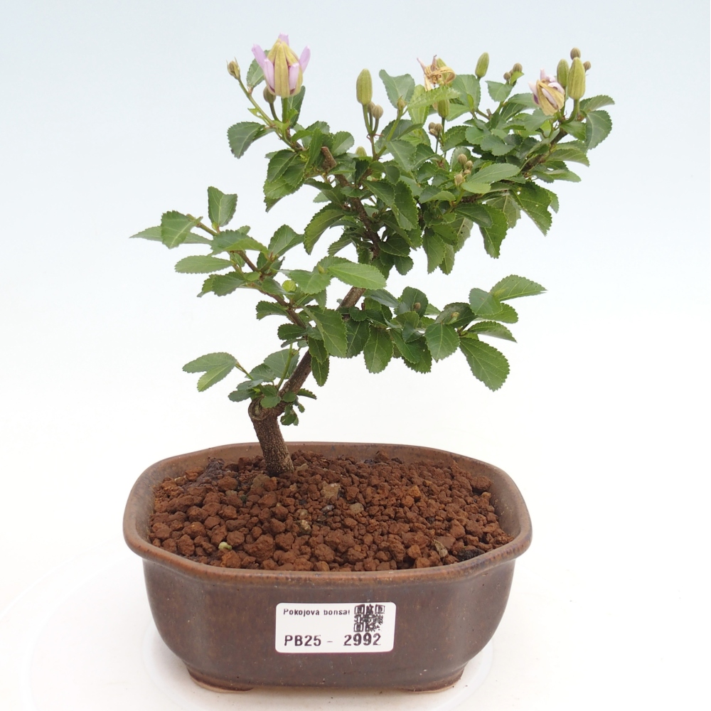 Indoor bonsai - Grewia occidentalis - Lavender star