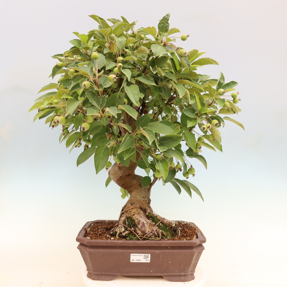 Outdoor bonsai -Malus halliana - Small-fruited apple tree