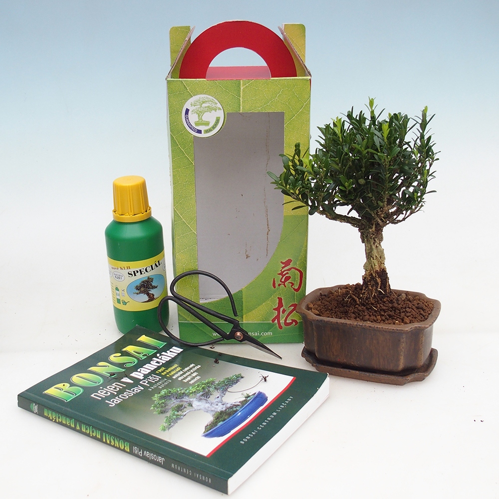 Room bonsai in gift box Buxus harlandii - cork buxus