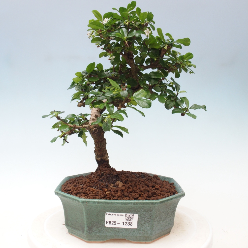 Room bonsai - Carmona macrophylla - Tea fuki