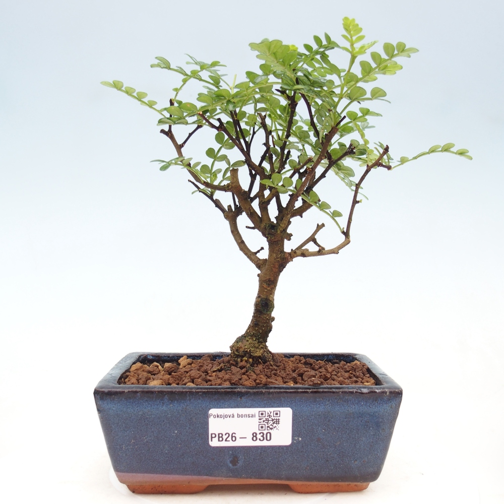 Room bonsai - Zantoxylum piperitum - pepper tree