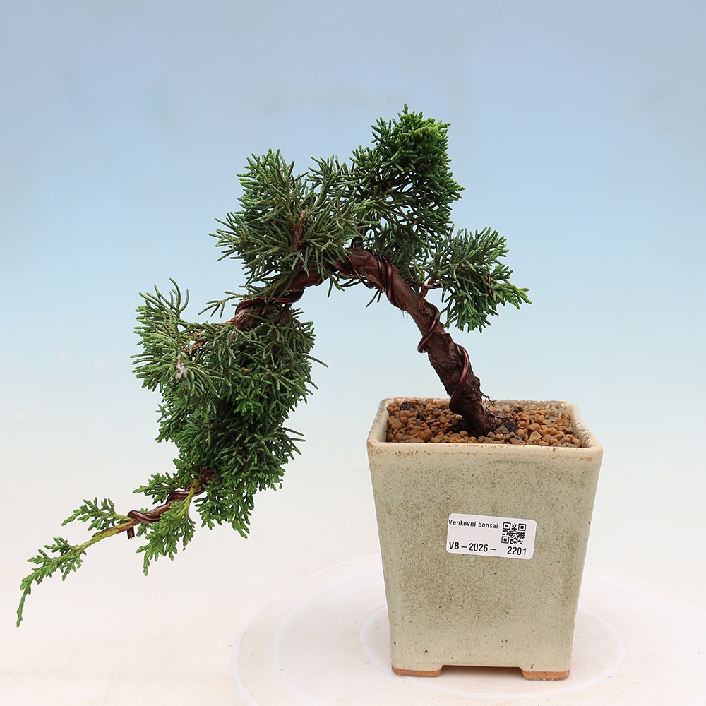 Outdoor bonsai - Juniperus chinensis Kishu