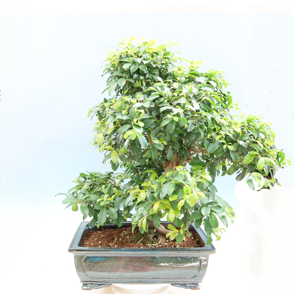Room bonsai - Australian Cherry - Eugenia uniflora