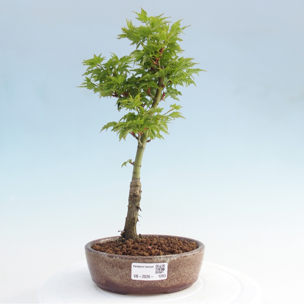 Outdoor bonsai -Javor palm Acer palmatum Shishigashira