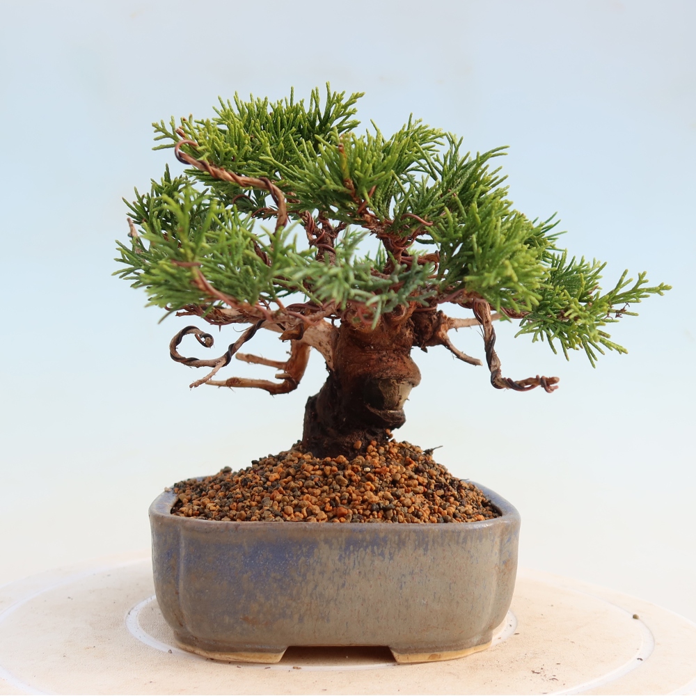 Outdoor bonsai - Juniperus chinensis Itoigawa - Chinese juniper