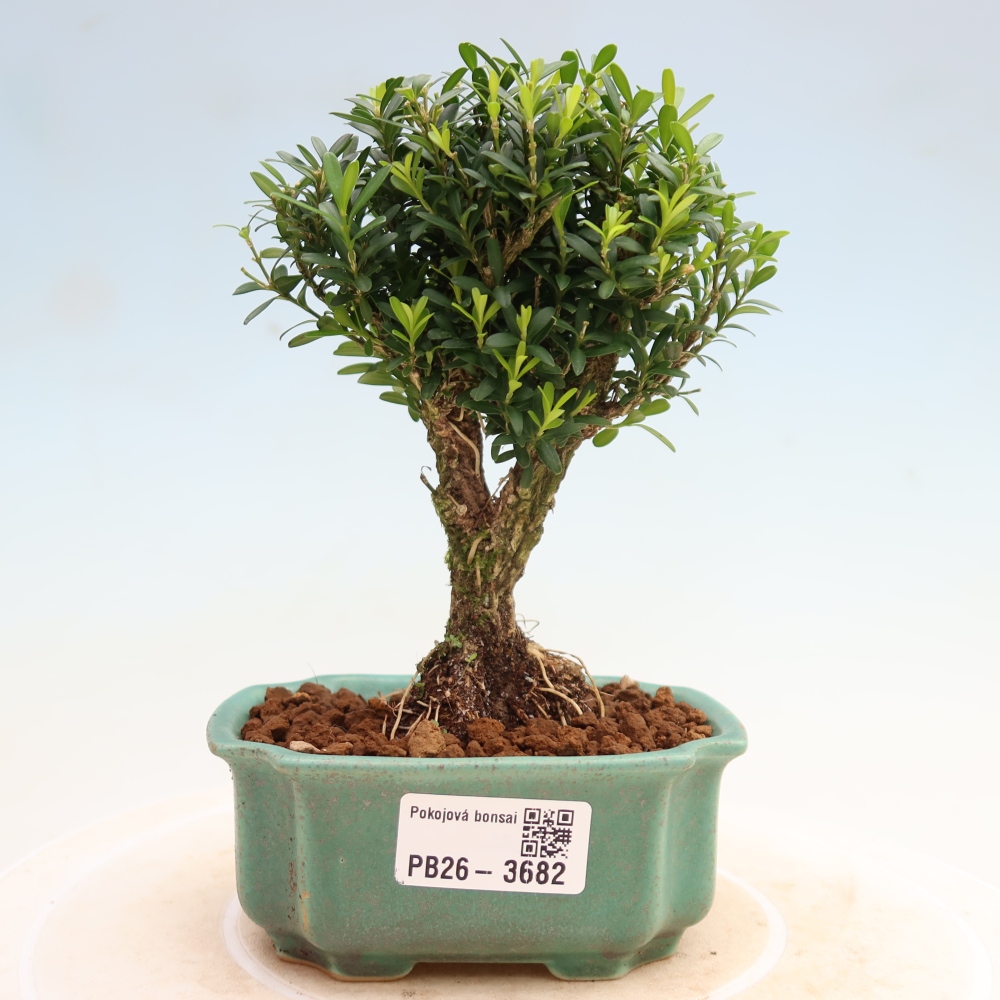 Room bonsai - Buxus harlandii - cork buxus