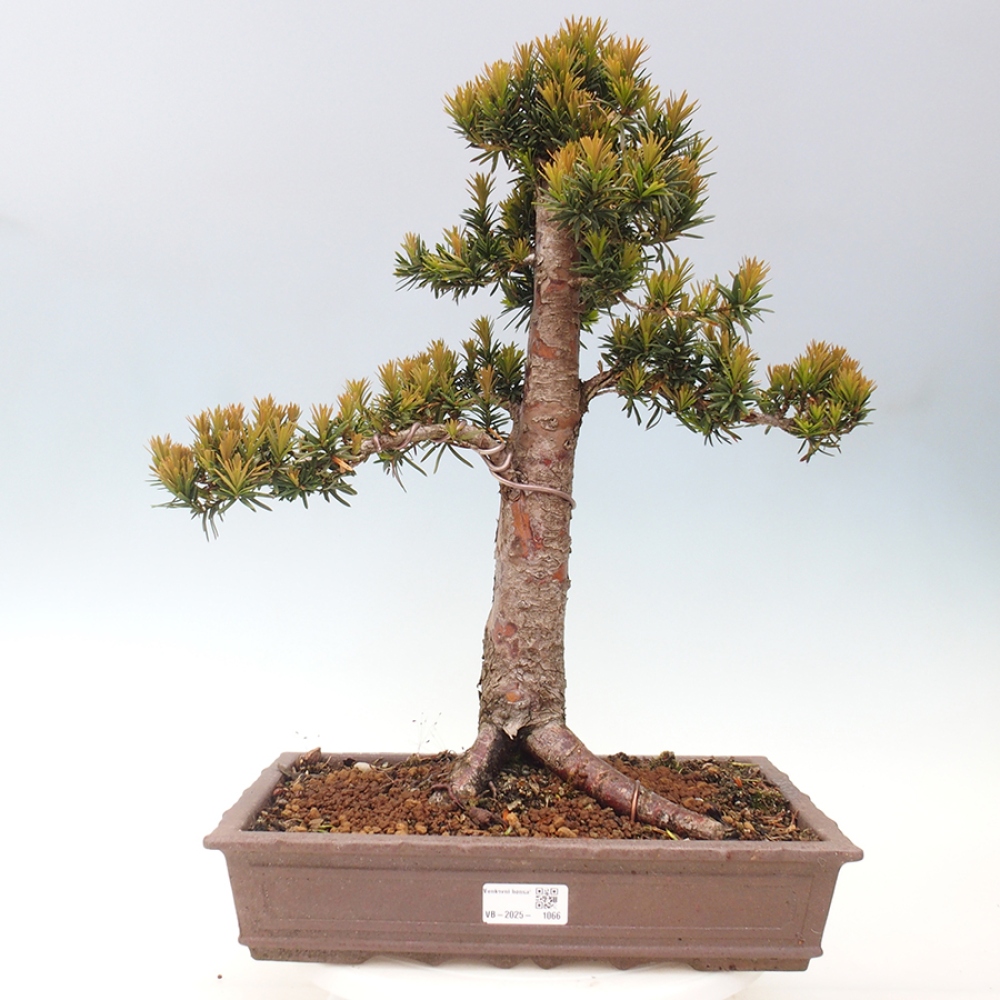 Outdoor bonsai - Taxus cuspidata - Japanese yew