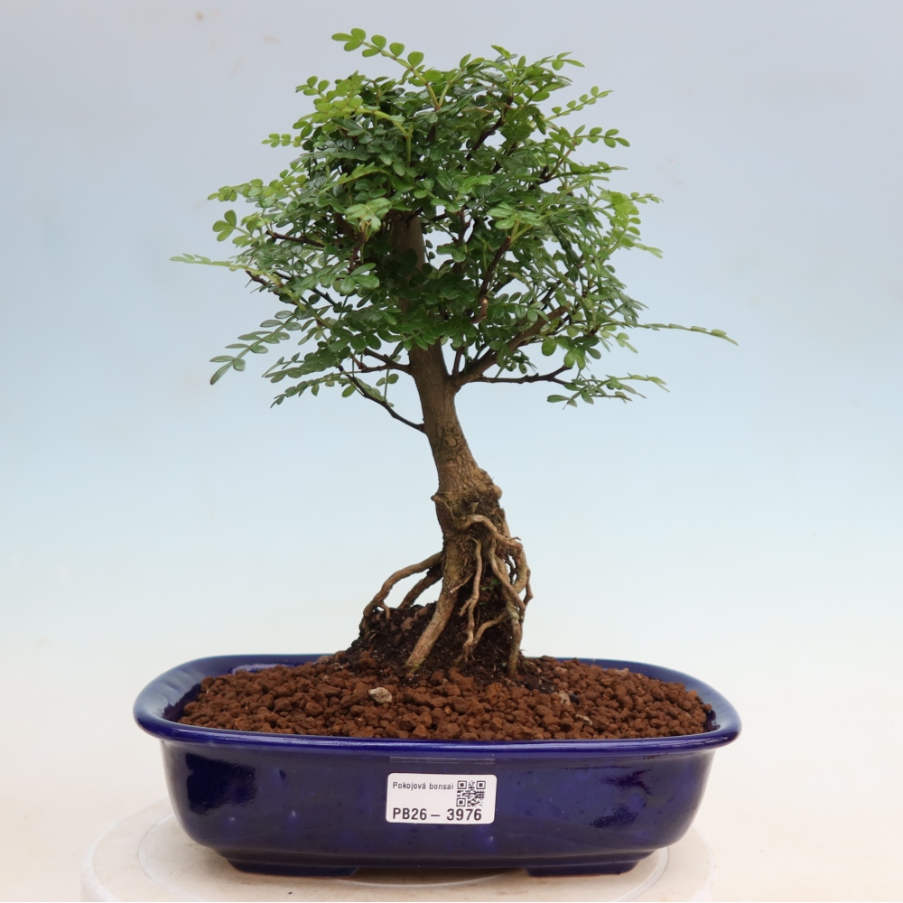 Room bonsai - Zantoxylum piperitum - pepper tree