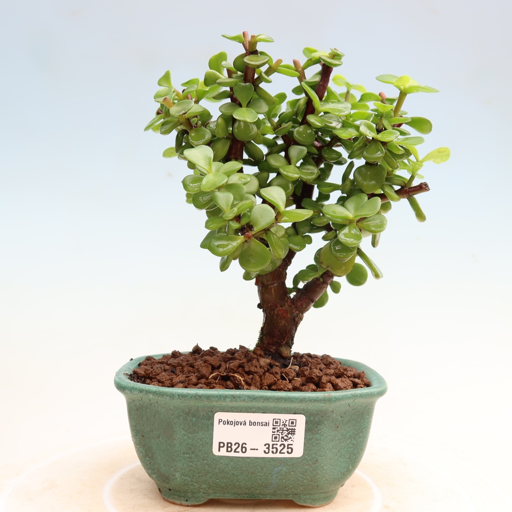 Room bonsai - Portulakaria Afra - Tlustice