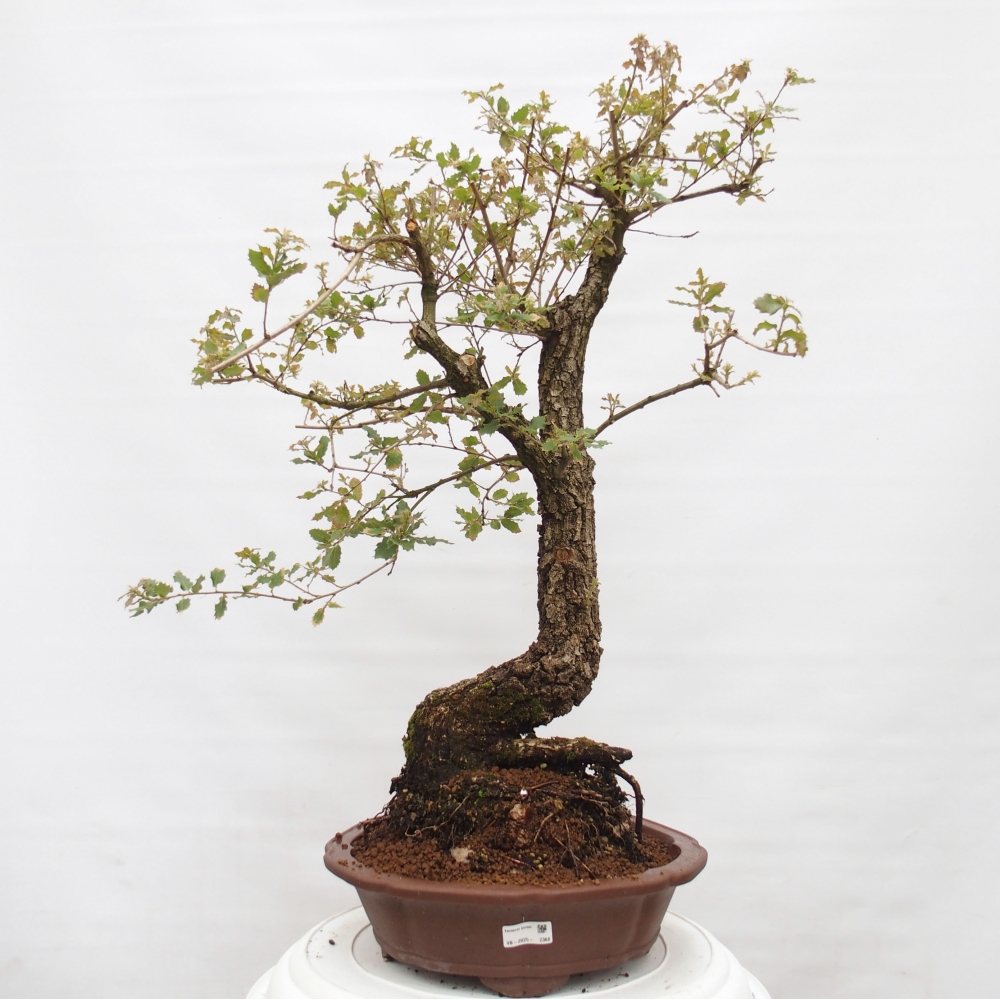 Yamadori - Quercus Ilex - Oak holly