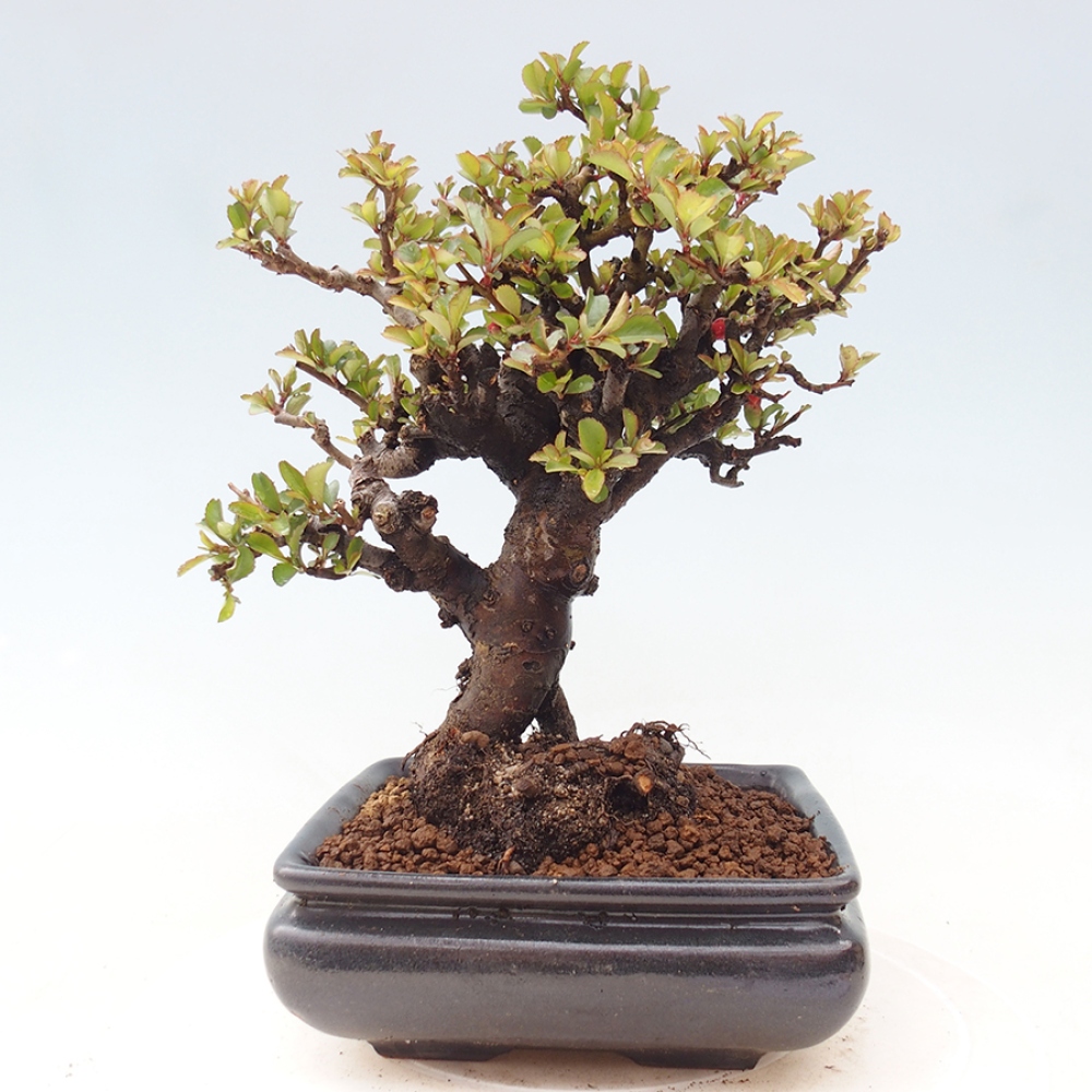 Outdoor bonsai - Chaneomeles speciosa - Quince