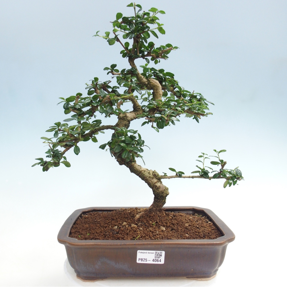 Room bonsai - Carmona macrophylla - Tea fuki